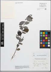 Foto von Salix myrsinifolia Salisb.